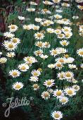 Anthemis tinctoria 'Alba'